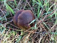 Cortinarius thiersii image