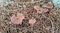 Laccaria amethysteo-occidentalis image