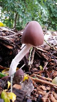 Psathyrella longipes image