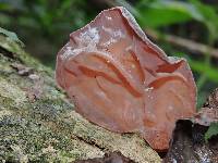 Auricularia auricula-judae image