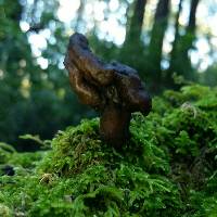 Gyromitra infula image