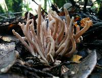 Clavaria fumosa image