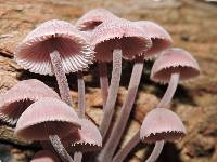 Mycena haematopus image