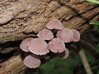 Mycena haematopus image