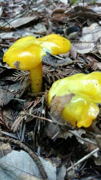 Hygrocybe chlorophana image