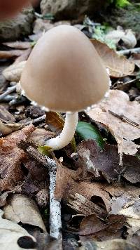 Psathyrella longipes image