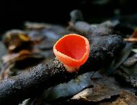 Sarcoscypha coccinea image