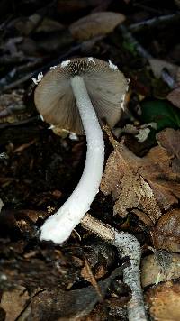 Psathyrella longipes image