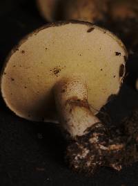 Suillus pungens image