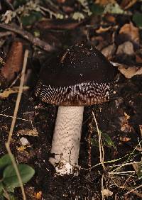 Amanita pachycolea image