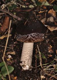 Amanita pachycolea image