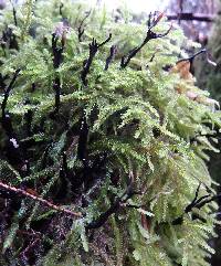 Xylaria hypoxylon image