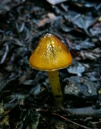 Hygrocybe singeri image