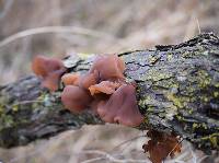 Auricularia auricula-judae image