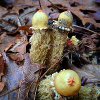 Calostoma lutescens image