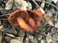 Lactarius rufulus image