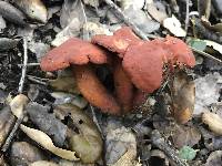 Lactarius rufulus image