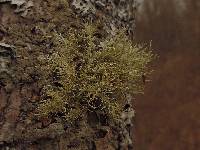 Usnea strigosa image