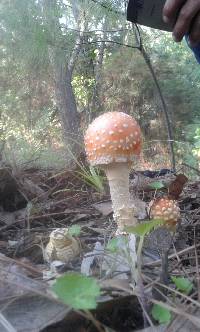 Amanita muscaria image