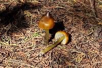 Hygrocybe singeri image