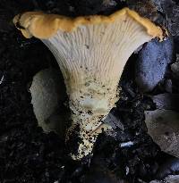 Cantharellus californicus image