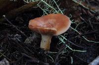 Lactarius xanthogalactus image