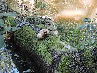 Polyporus squamosus image