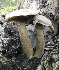 Armillaria mellea image