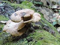 Polyporus squamosus image