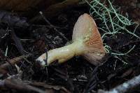 Lactarius xanthogalactus image