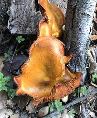 Omphalotus olivascens image