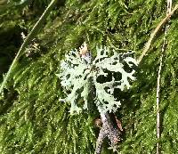 Evernia prunastri image