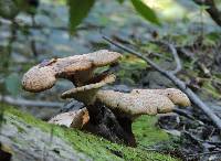 Polyporus squamosus image