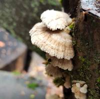 Schizophyllum commune image
