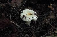 Russula cremoricolor image