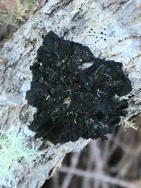 Collema furfuraceum image