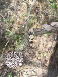 Schizophyllum commune image