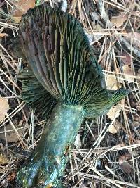 Lactarius deliciosus image