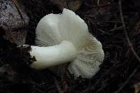 Russula cremoricolor image