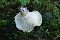 Russula brevipes image