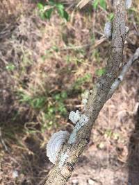 Schizophyllum commune image