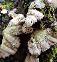 Schizophyllum commune image