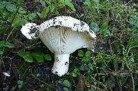 Russula brevipes image