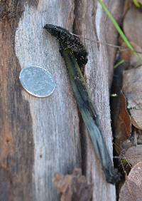 Hygrocybe singeri image