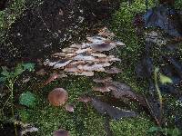 Armillaria mellea image