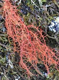 Usnea rubicunda image