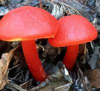 Hygrocybe coccinea image