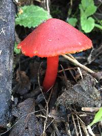 Hygrocybe coccinea image