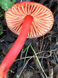 Hygrocybe coccinea image