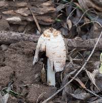 Coprinus comatus image